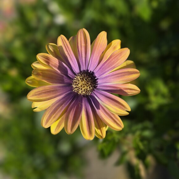 hannahlovesyou2